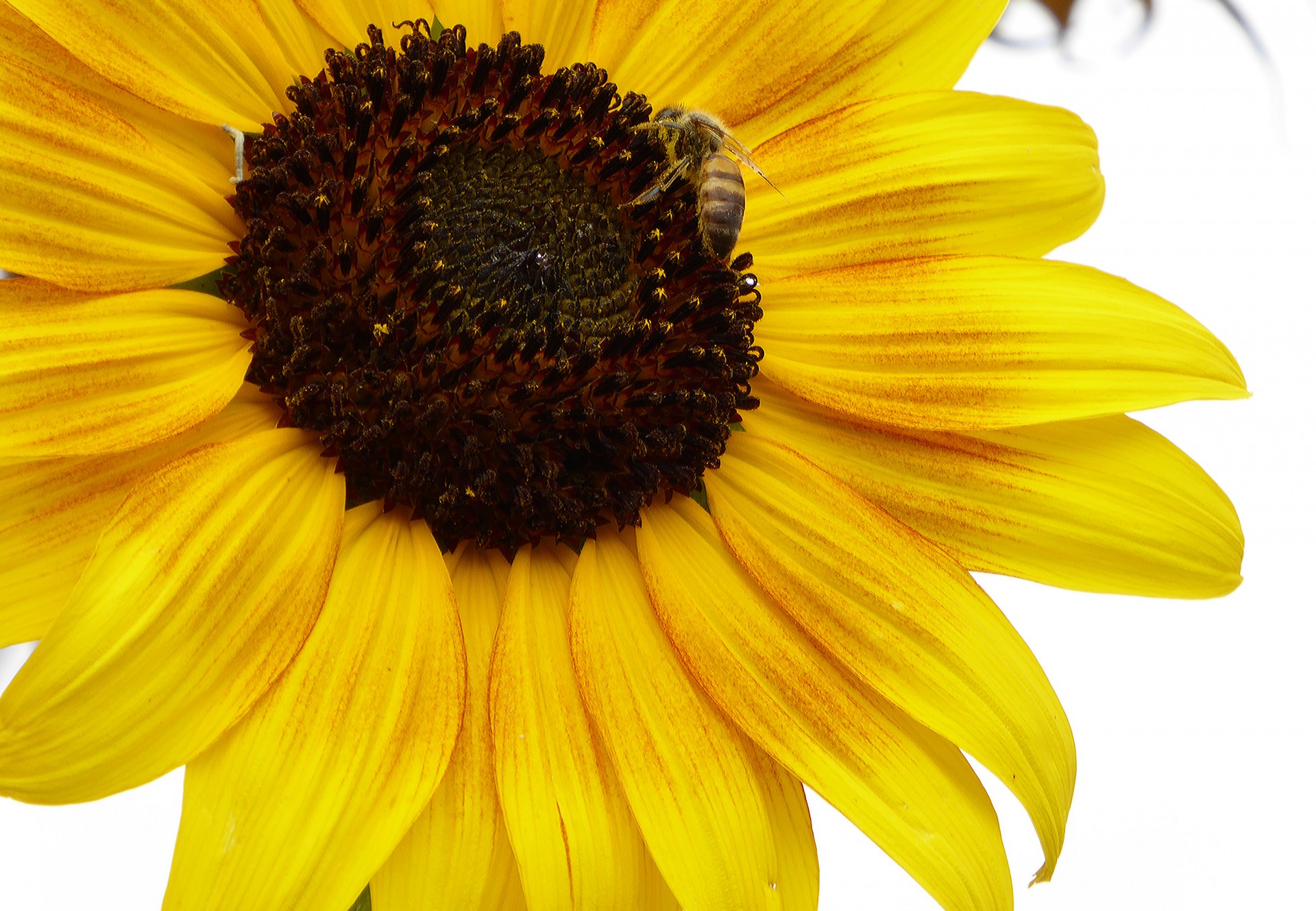 close-up bumble bee bee free photo