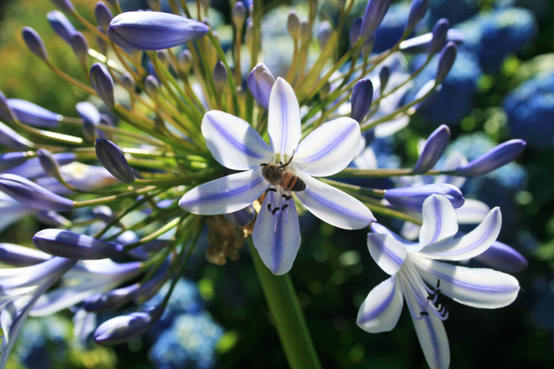 flower agapanthus bee free photo