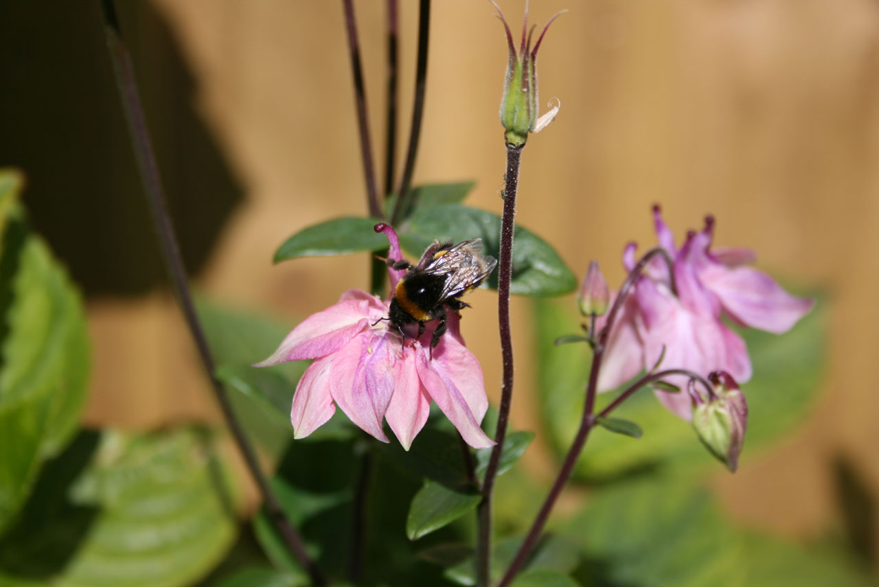 bee flower busy free photo