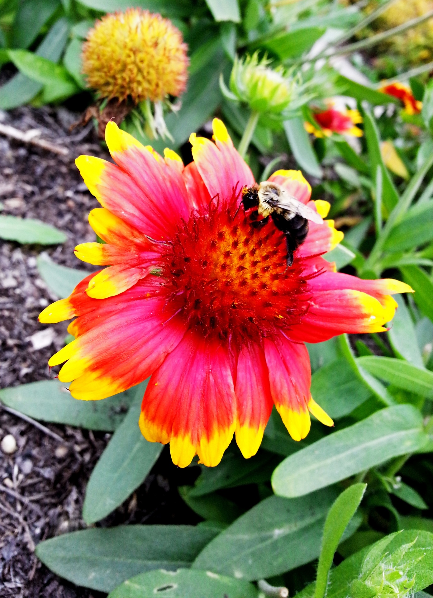 bumble bee bees colorful free photo