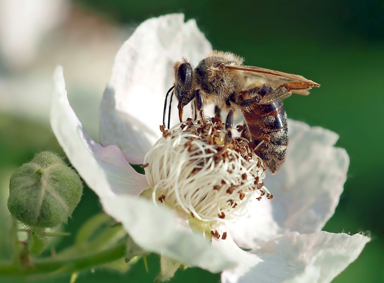 insect plant nature free photo