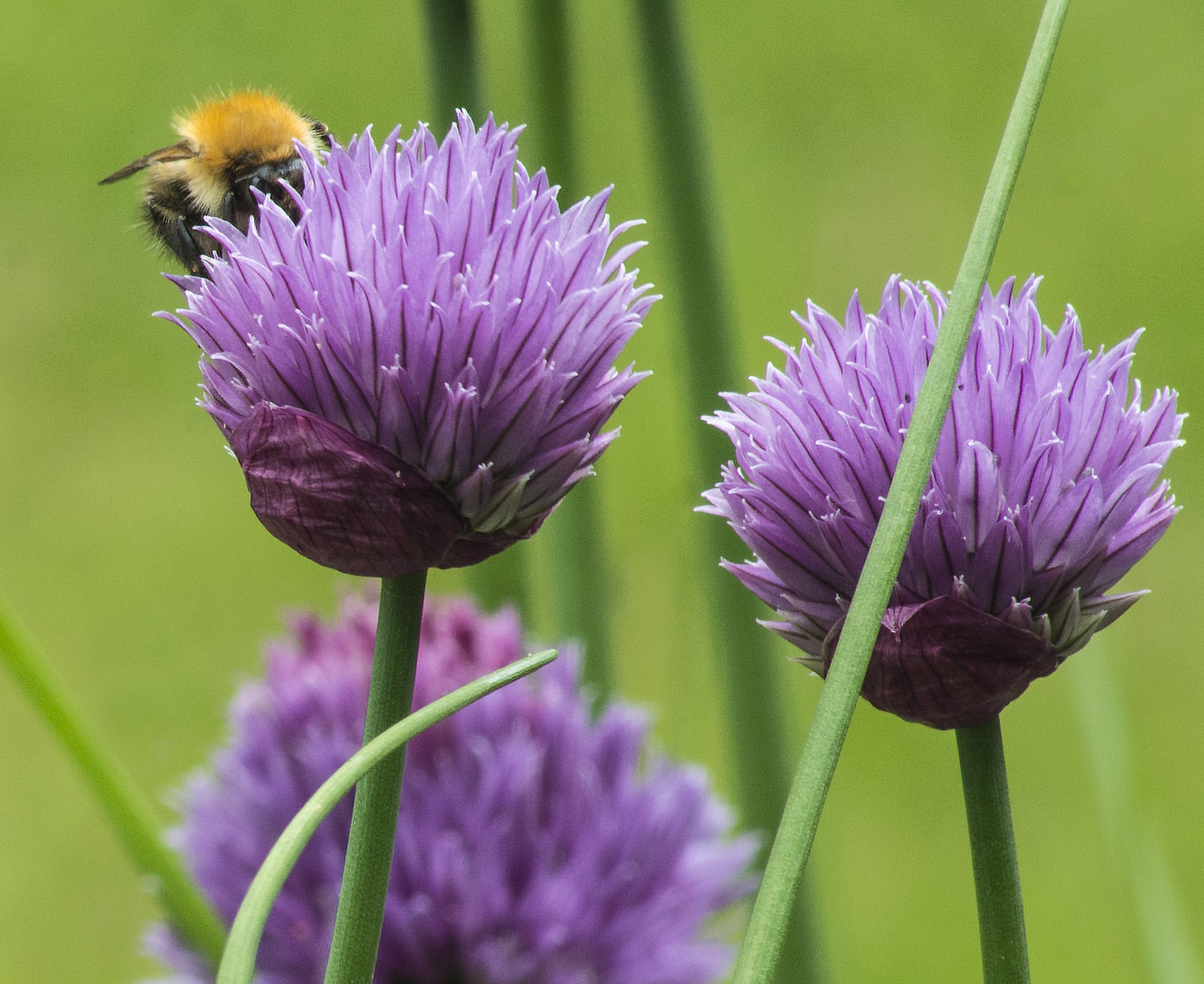 bee chives flower free photo
