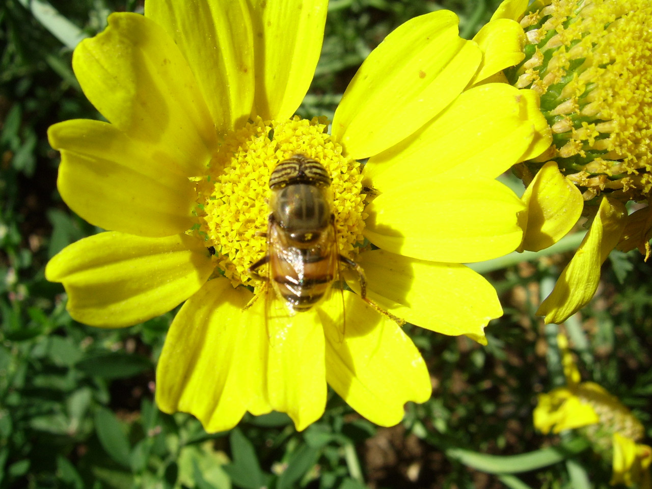 bee daisy bee on daisy free photo