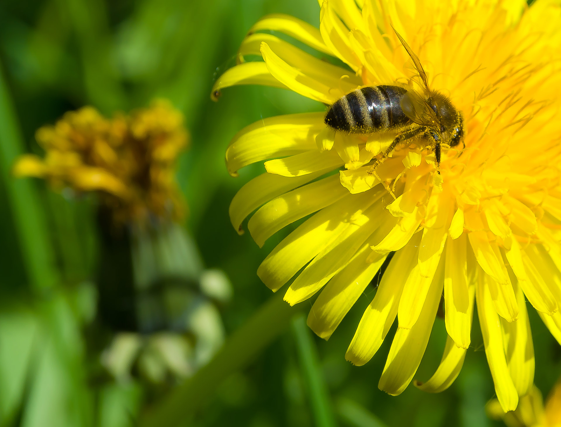 bee dandelion season free photo