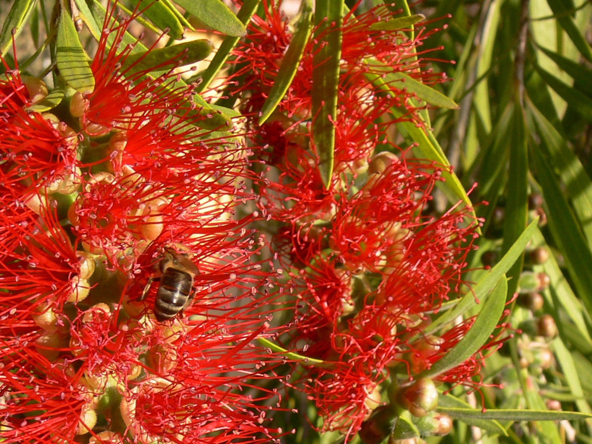 bee bottlebrush tree red flower free photo