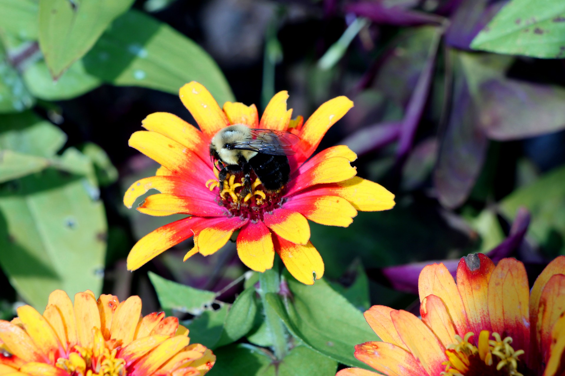 bee flower insect free photo