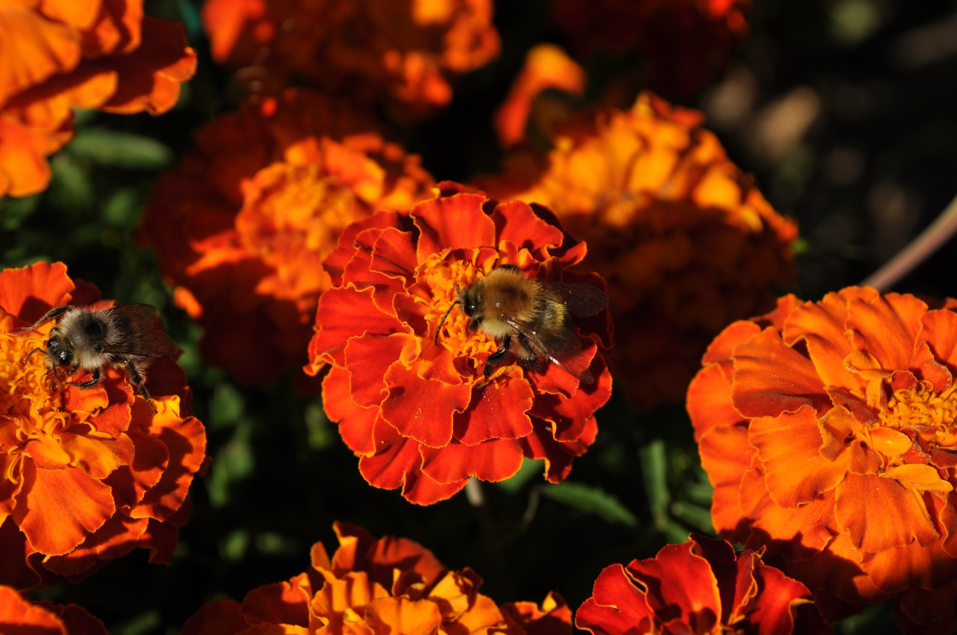 flowers blooming bright free photo