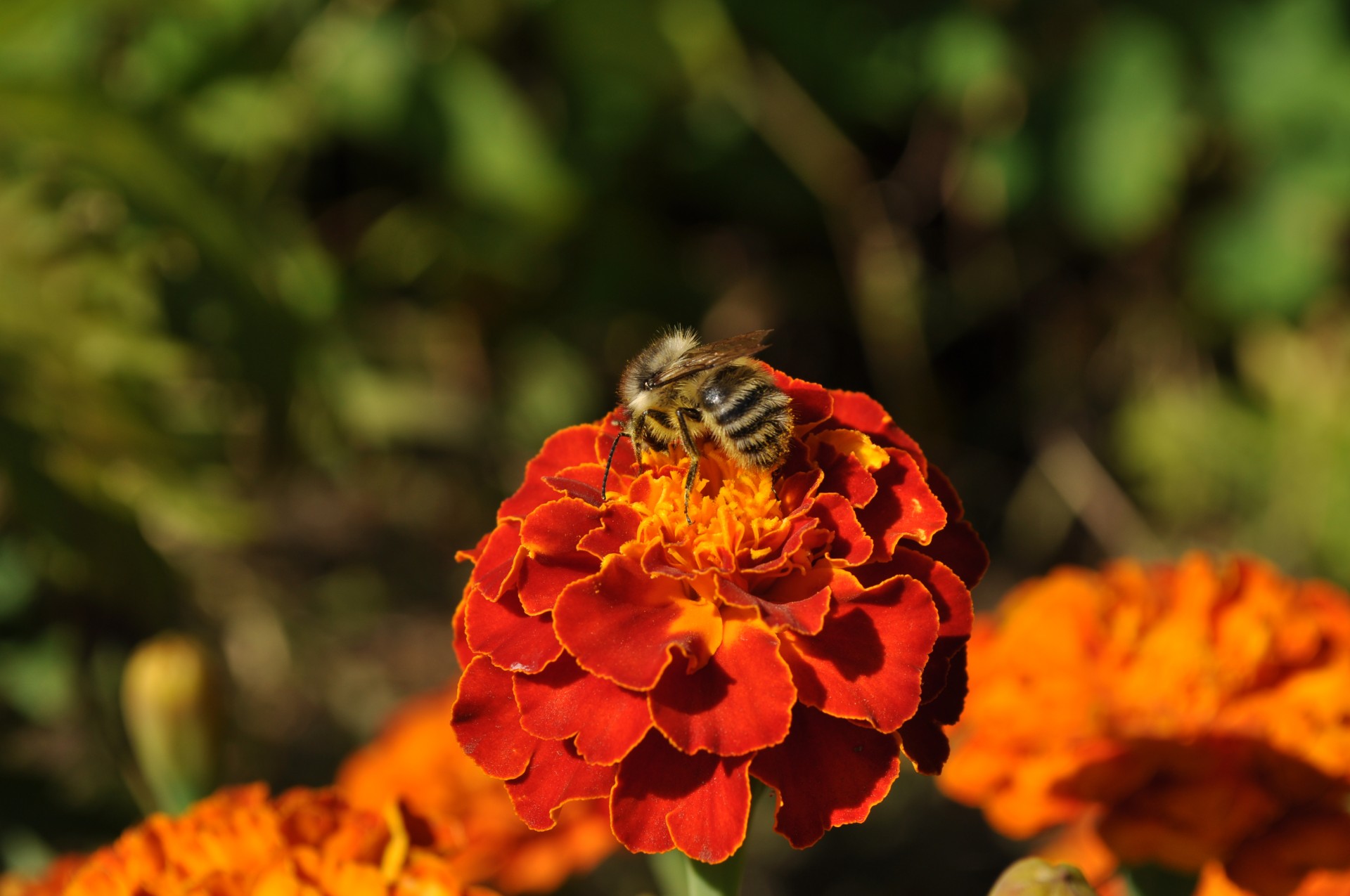 flowers blooming bright free photo