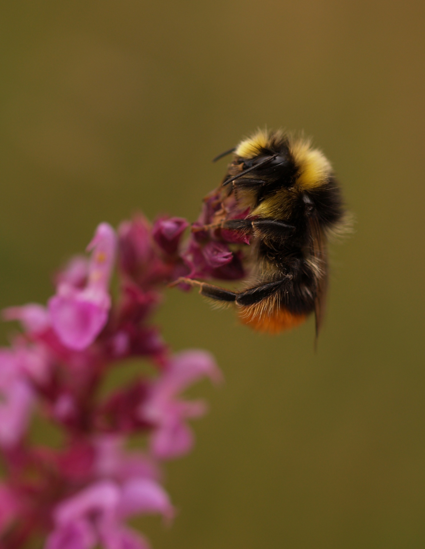 bee flower england free photo