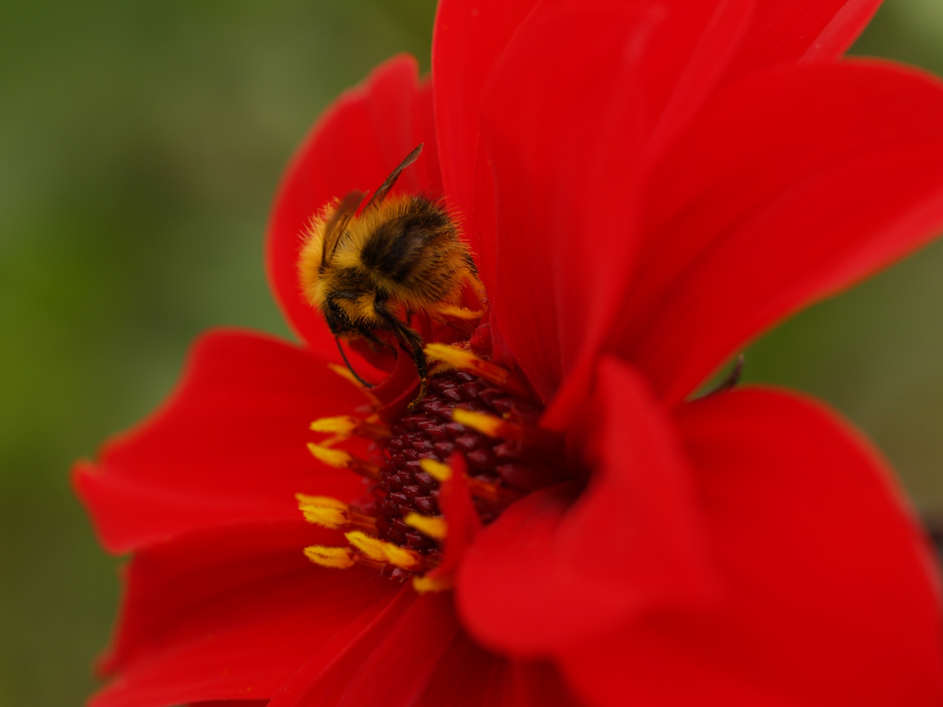 zinnia flower red free photo