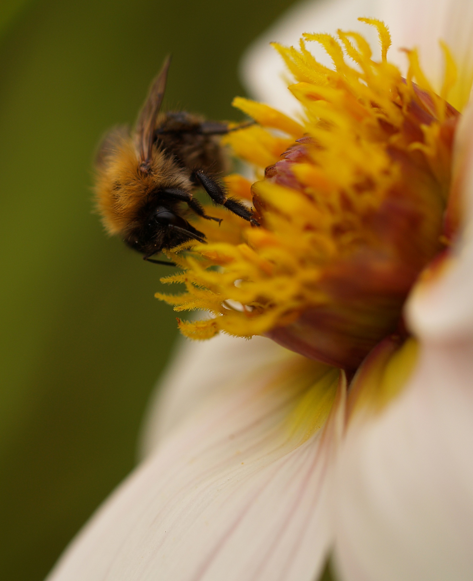 flower bee pollen free photo