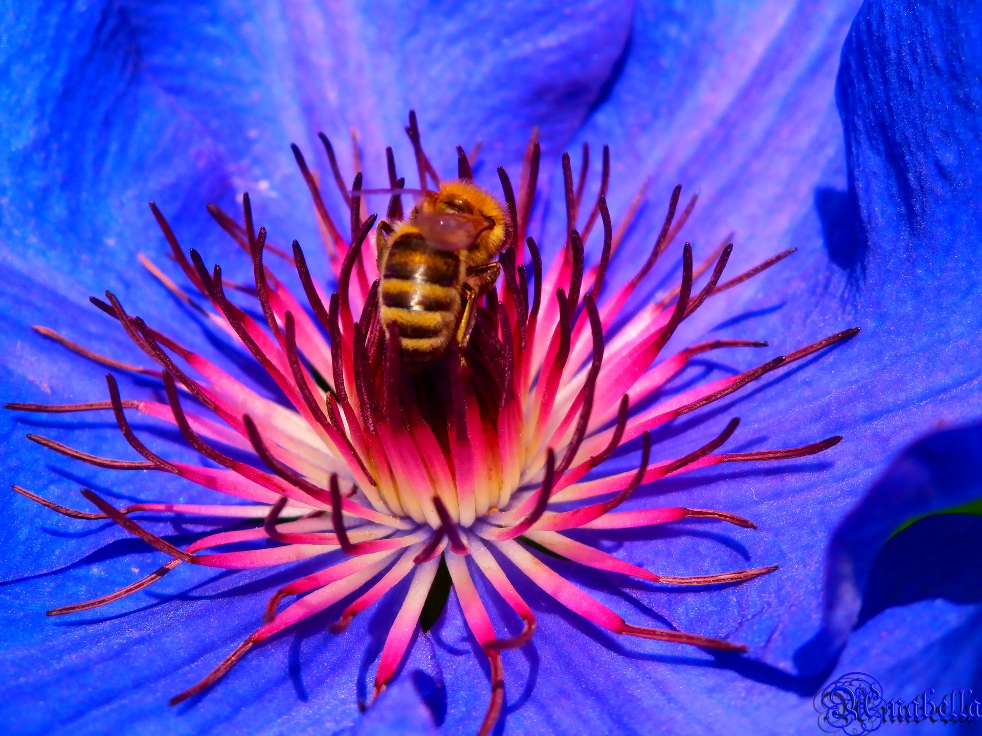 bee flower nature free photo