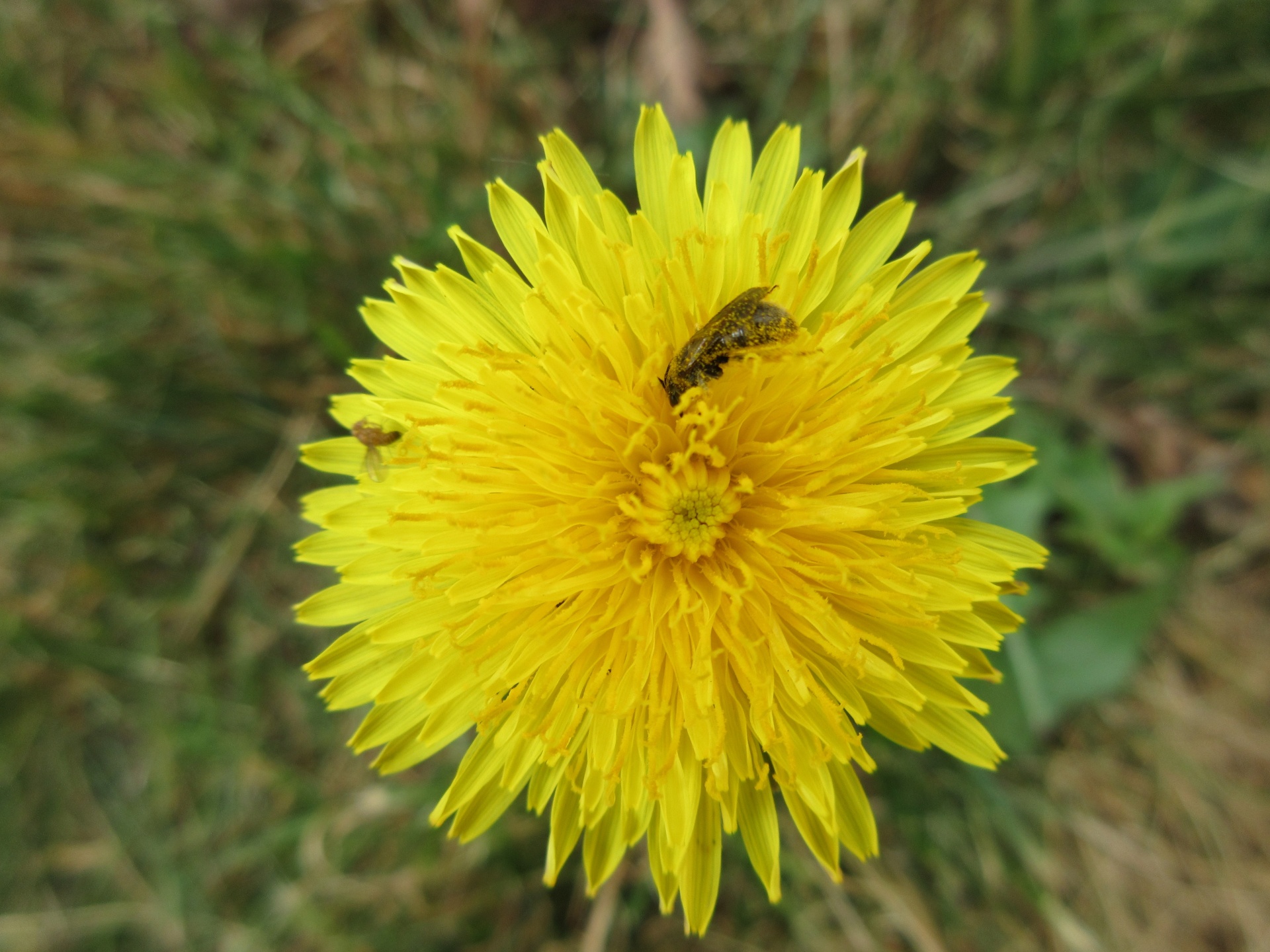bee insect yellow free photo