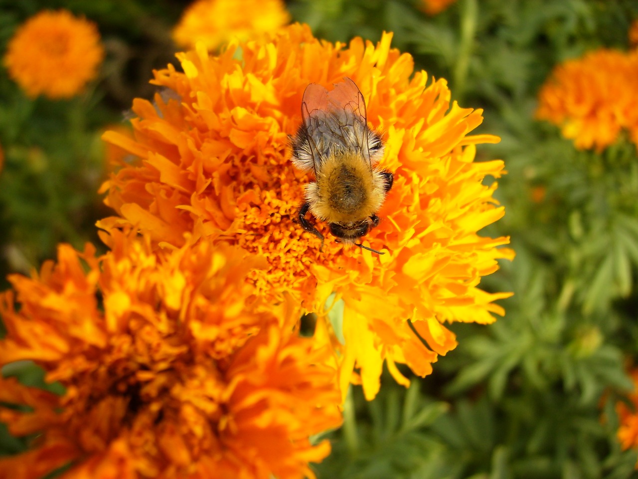 bee on flower bee orange flower free photo