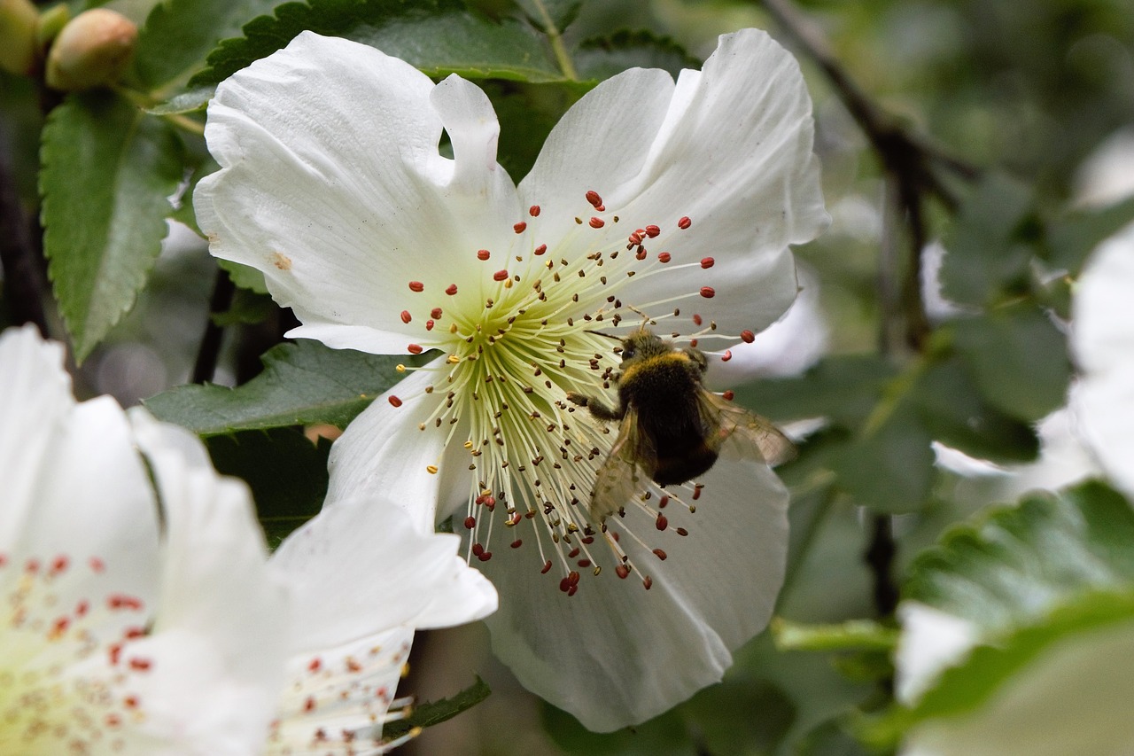 bee on flower bee flower free photo