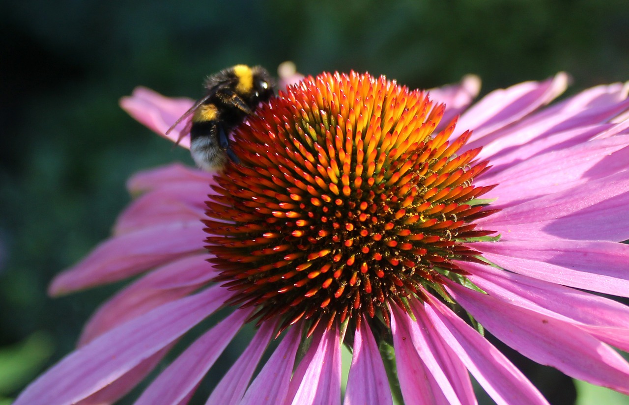 bee on flower pink flower 2 coloured flower free photo