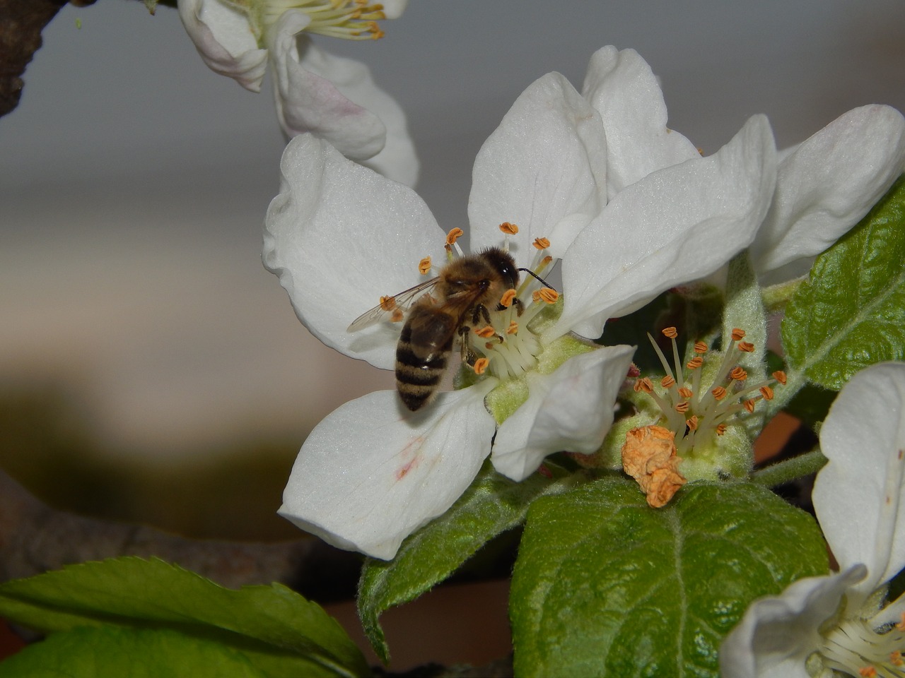 bee on flower  nature  flora free photo