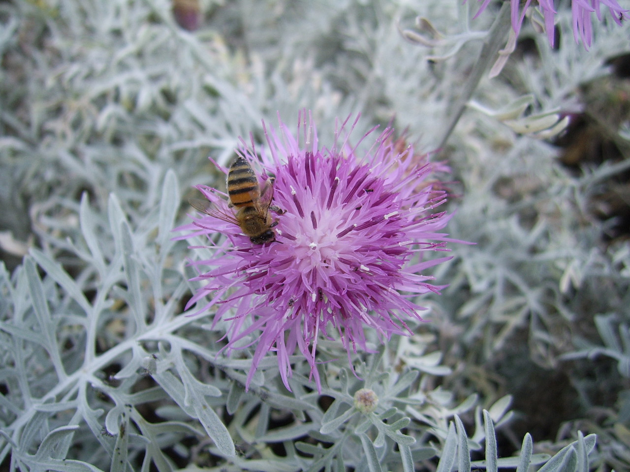 bee flower pink free photo