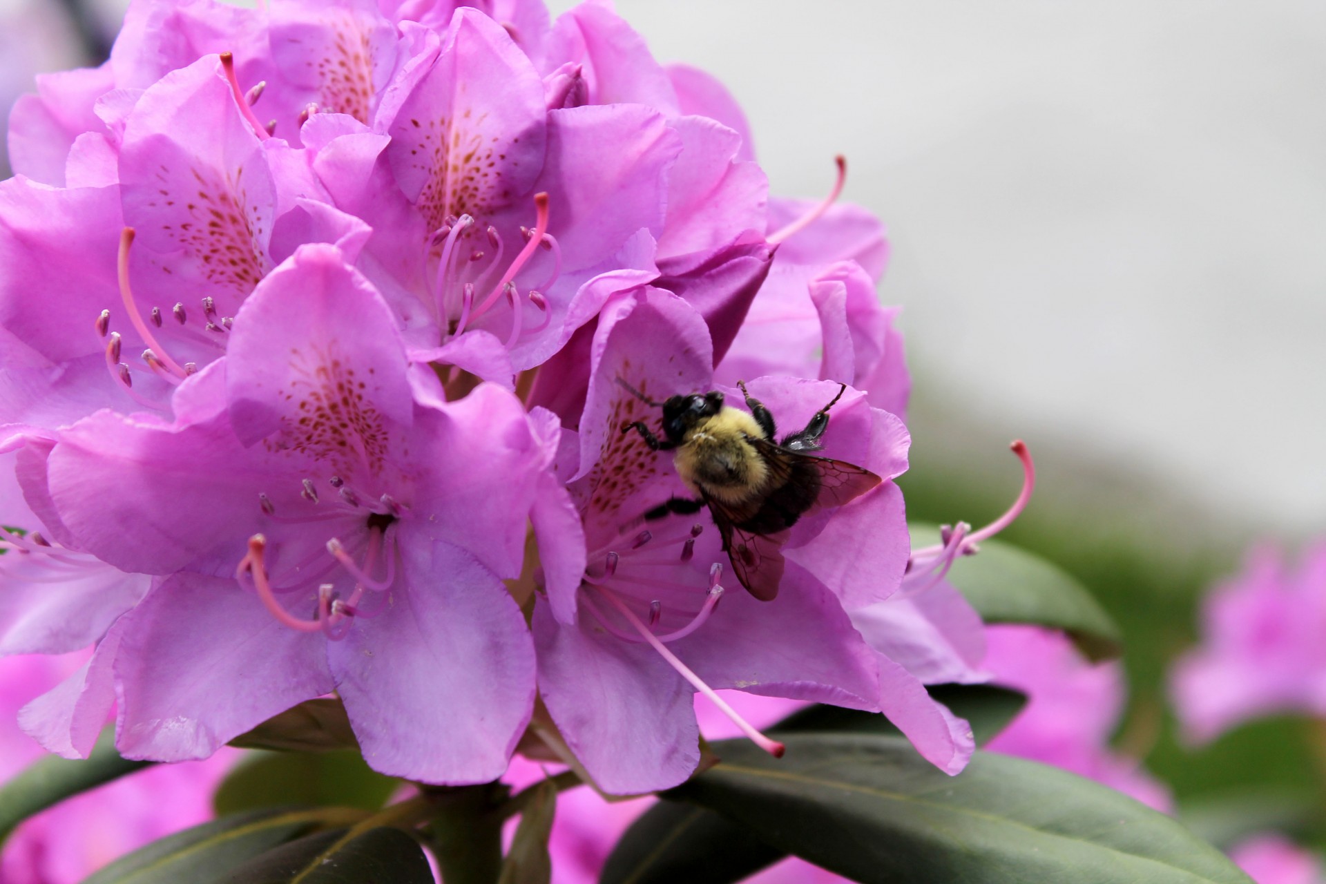 bee pink flowers flowers free photo