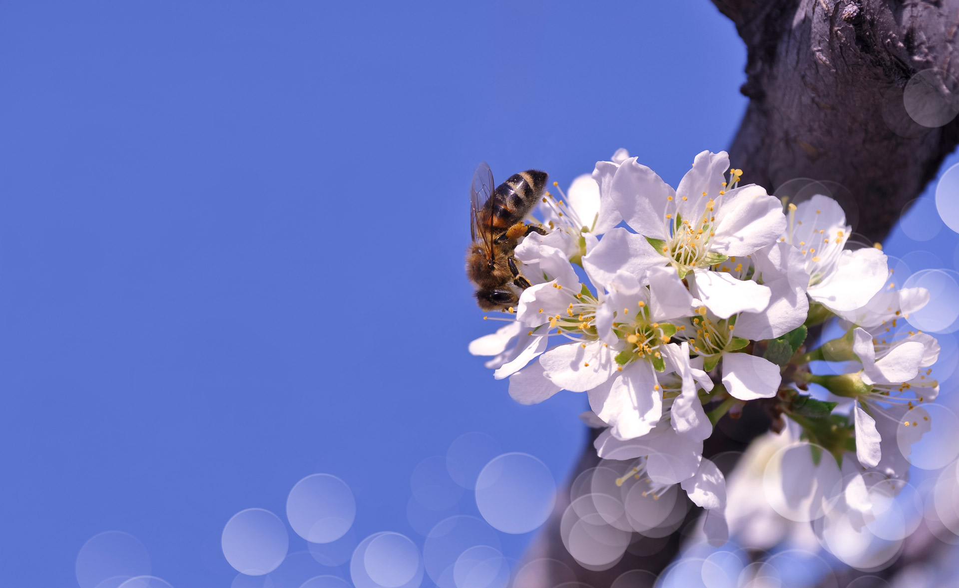 flowers spring tree free photo