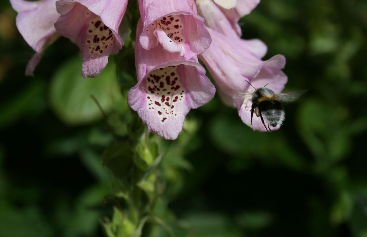 bee flower pollen free photo