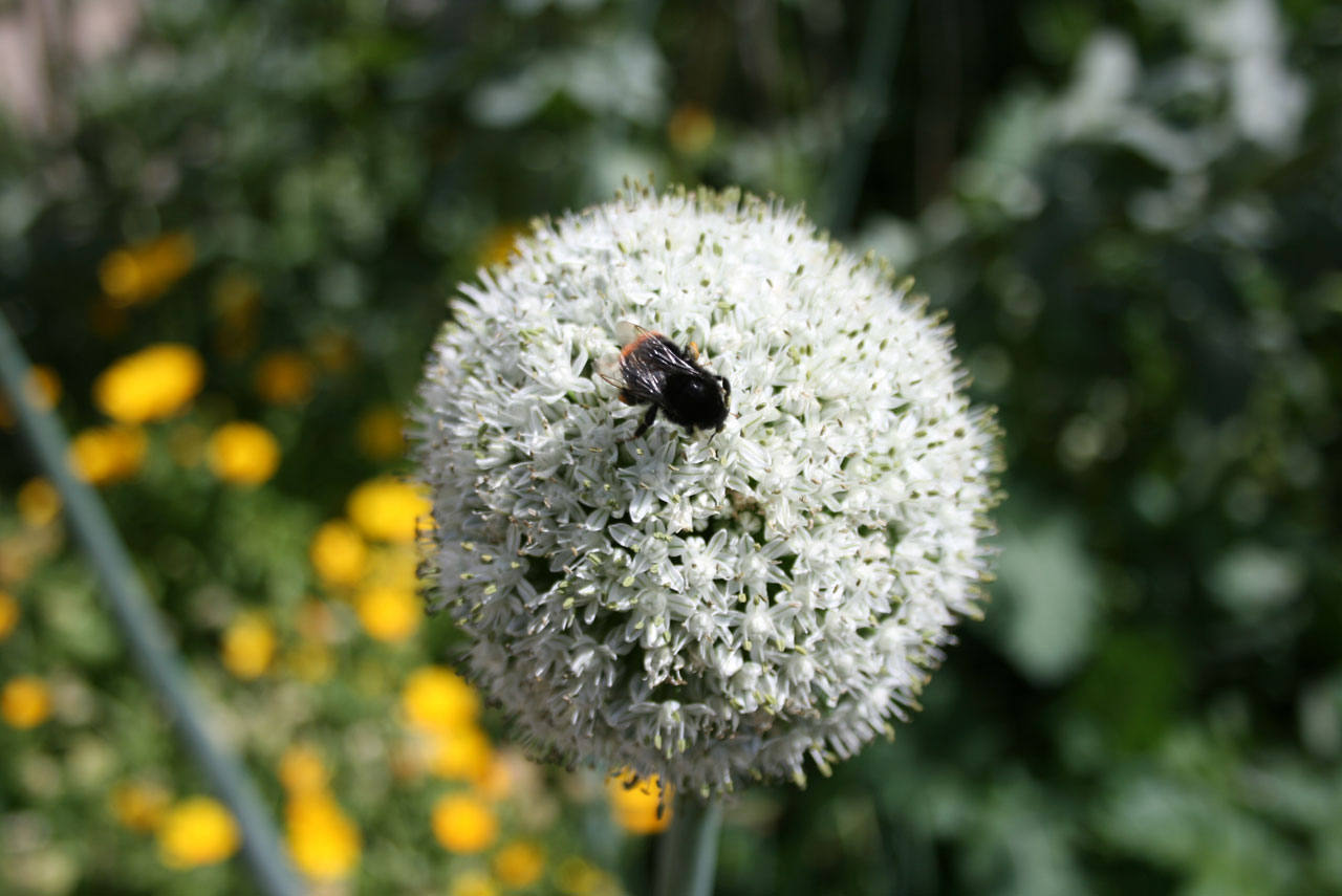 bee onion flower free photo