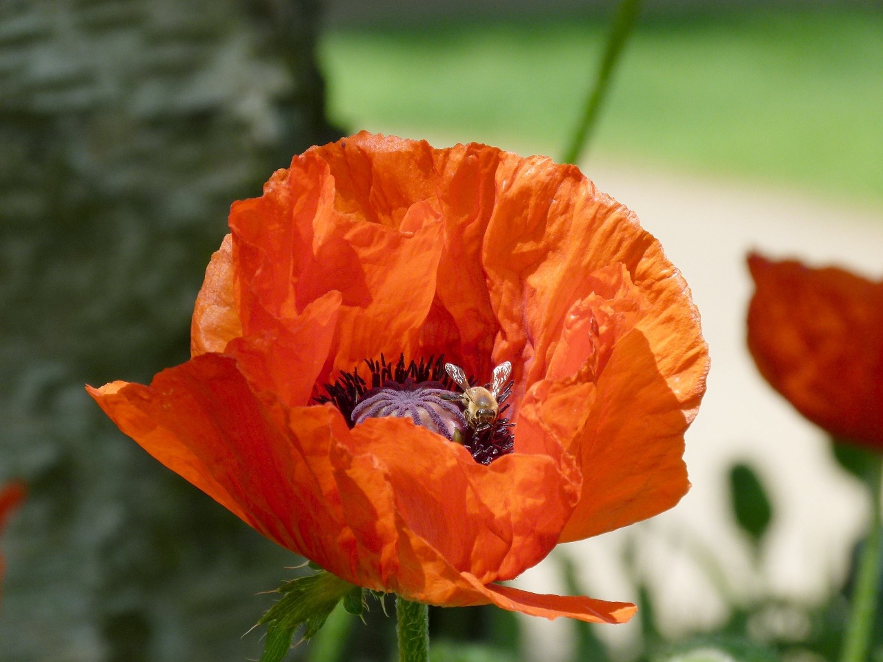 bee on poppy bee bumblebee free photo