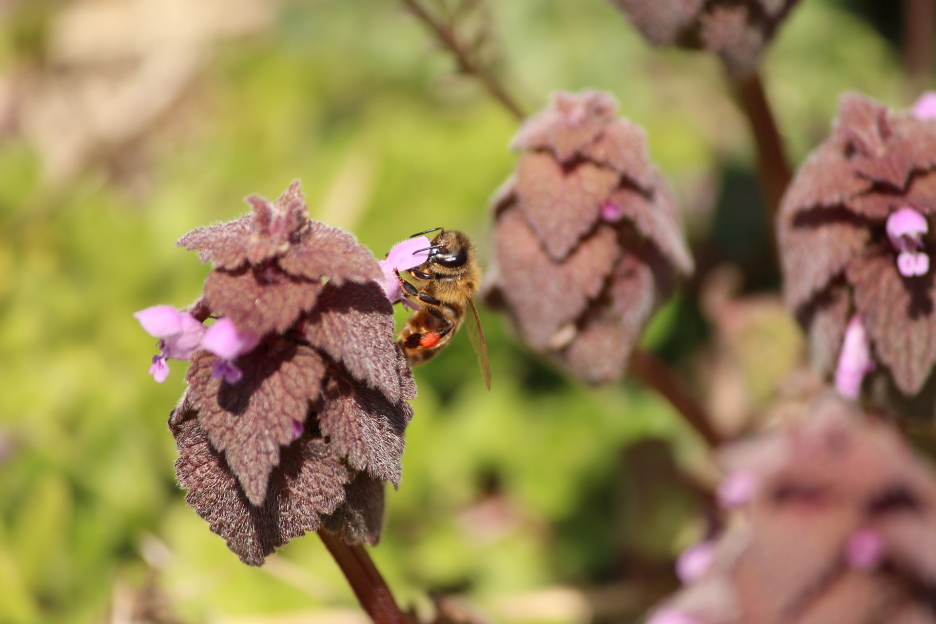 bee honey flower free photo