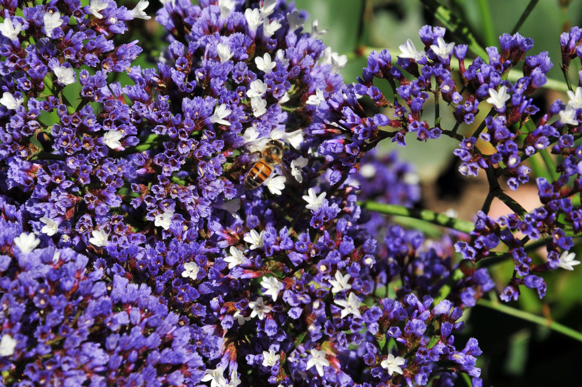 bee bumblebee flowers free photo