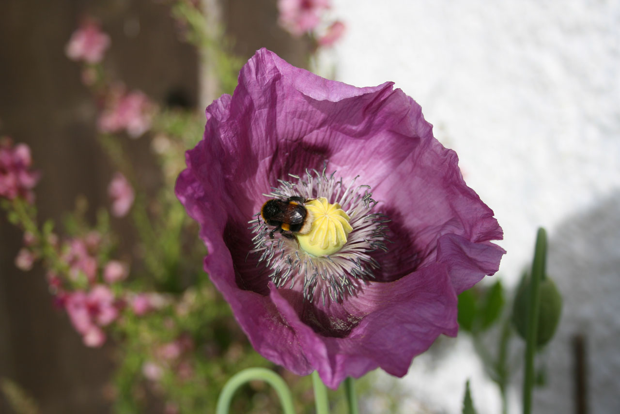 bee poppy purple free photo