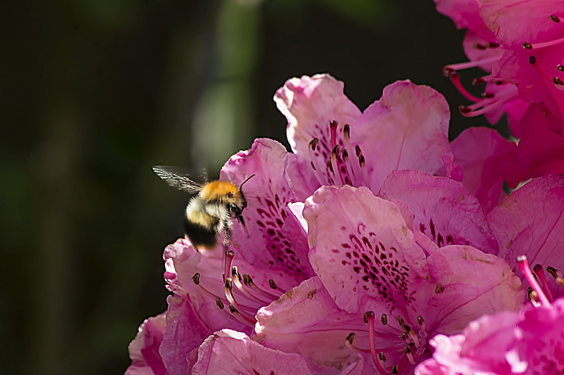bee flower macro free photo
