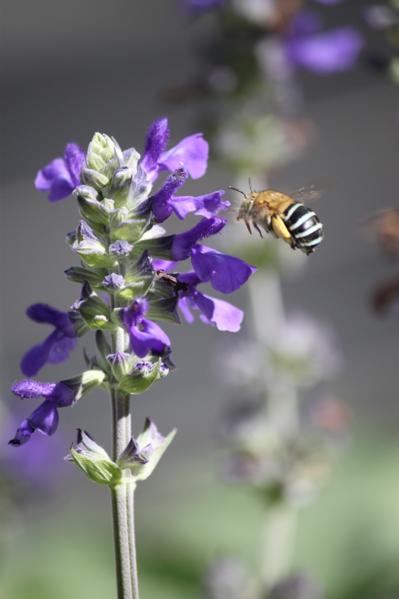 bee flower bee on the flower free photo