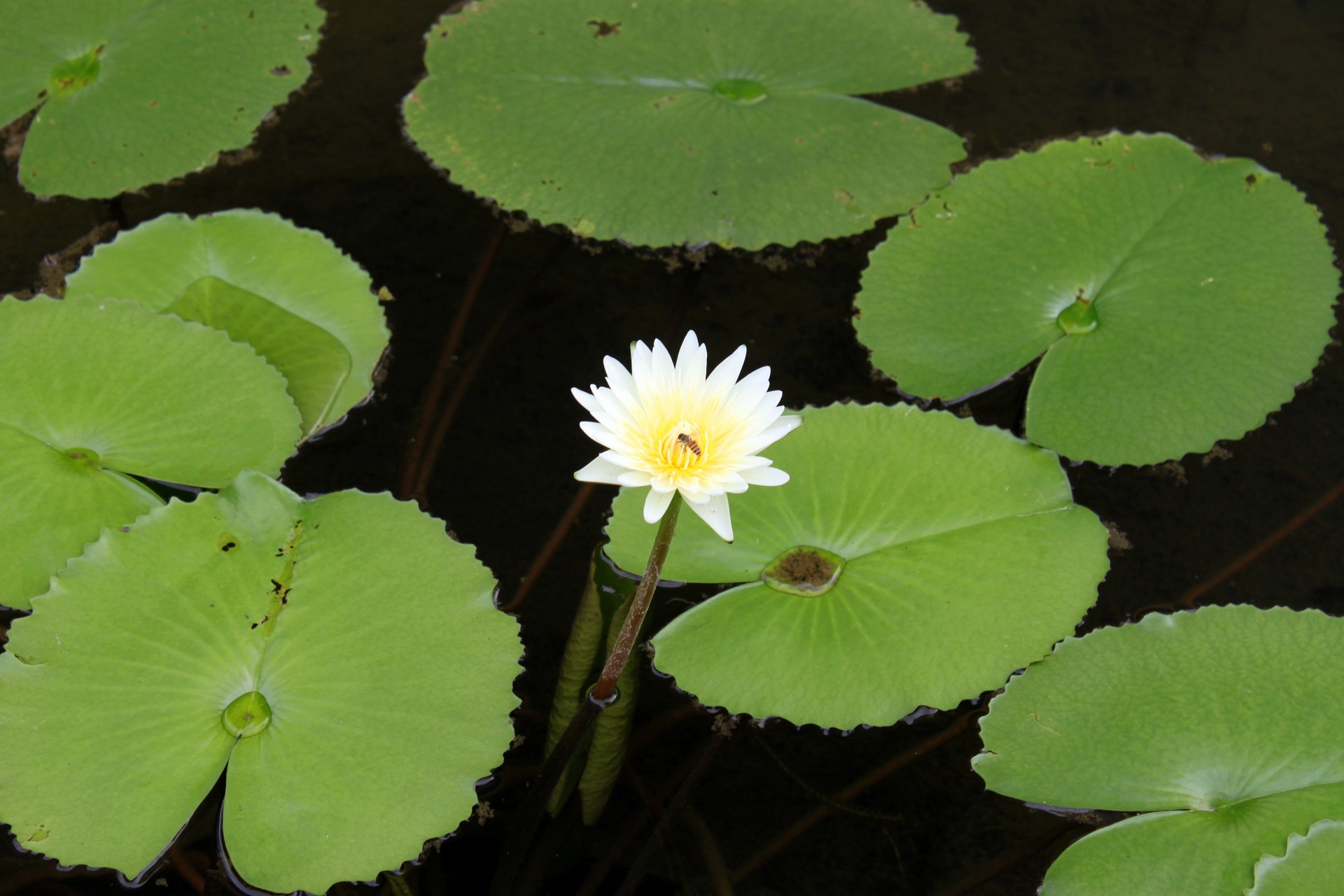 bee white lotus flower pond lotus leaves free photo