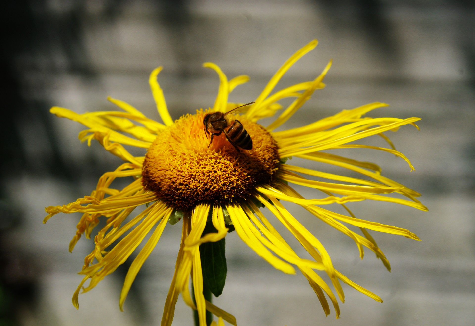 bee yellow aster free photo