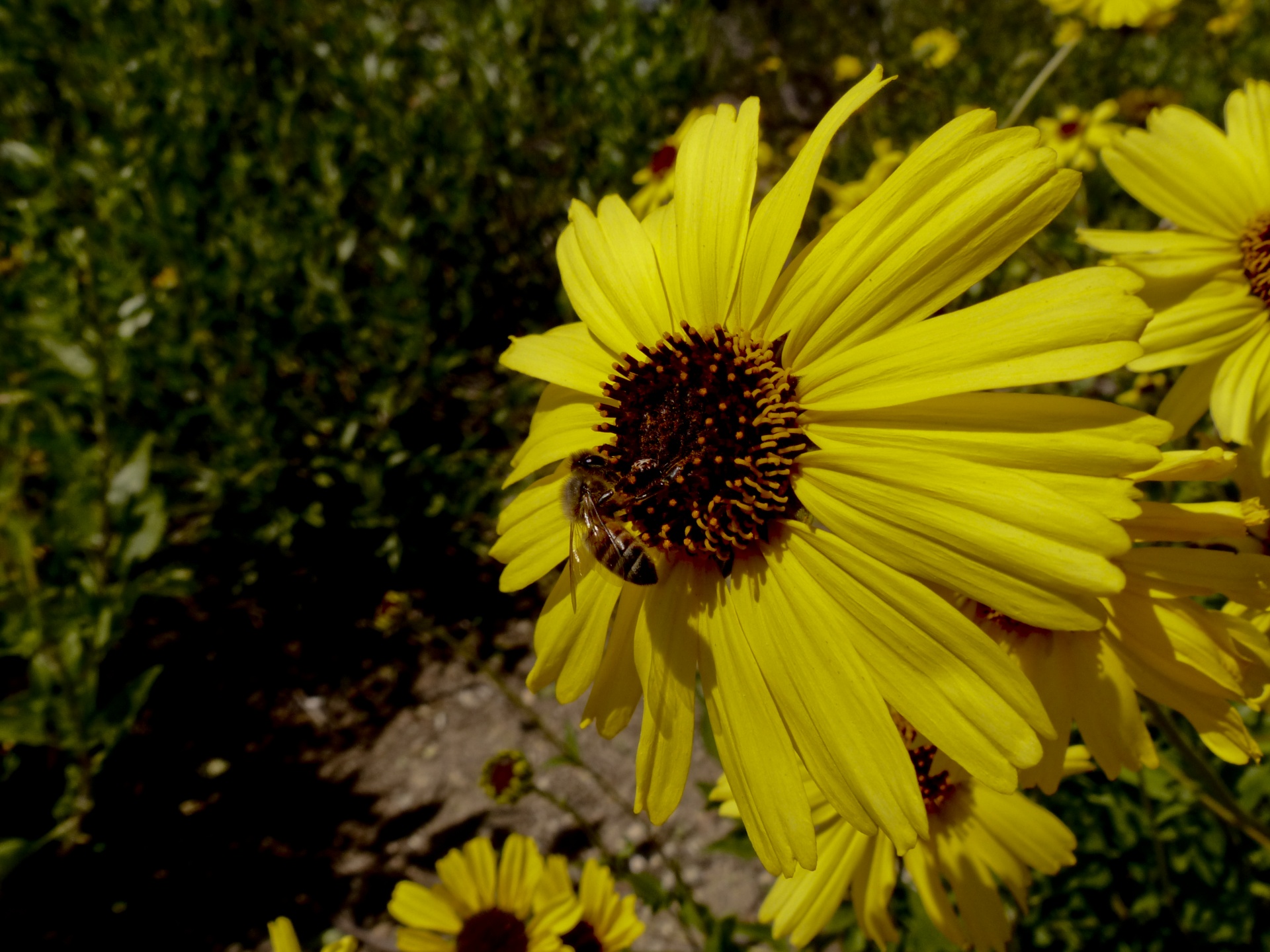 honeybee flower bee free photo