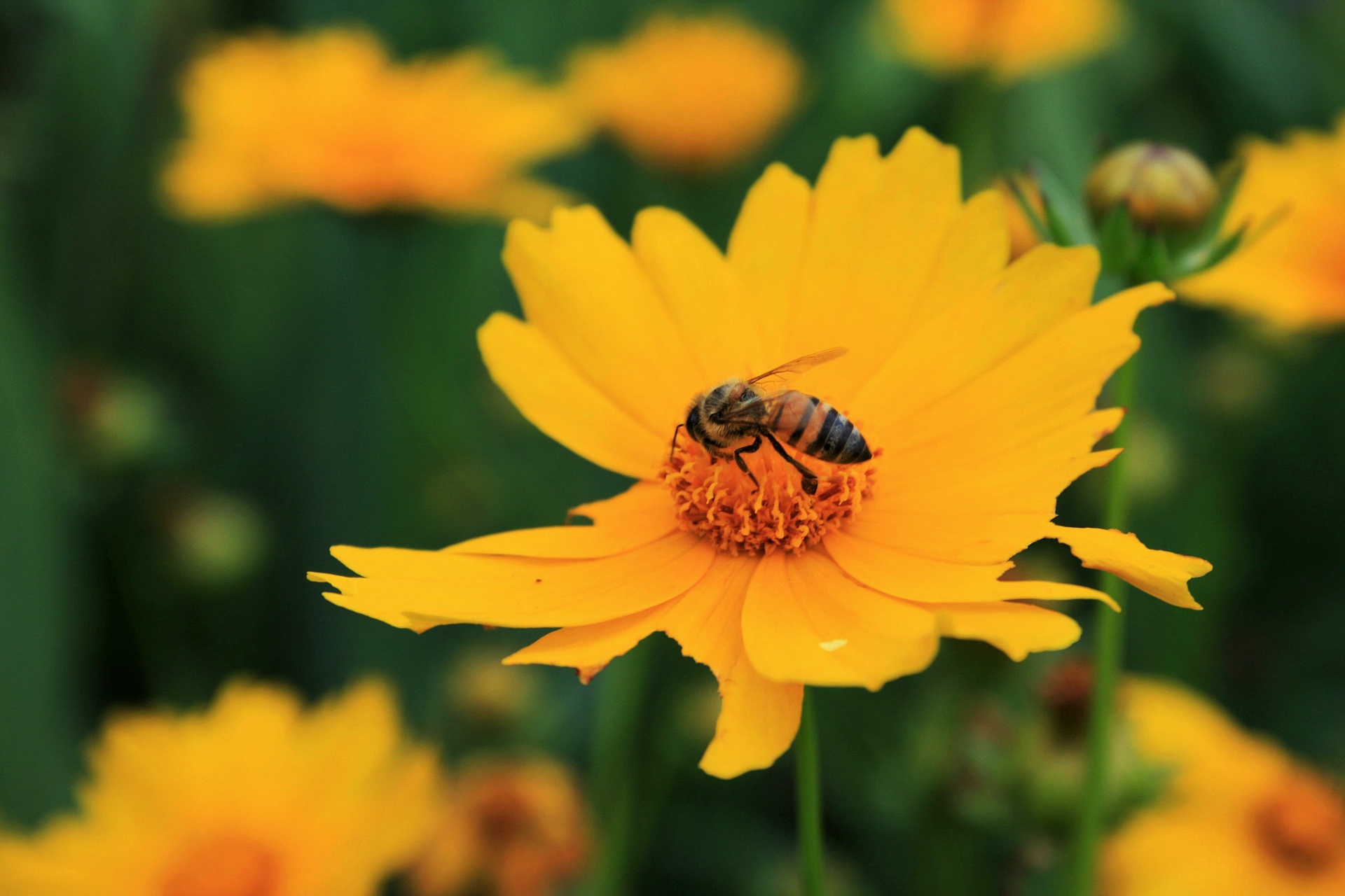 flower daisy bee free photo