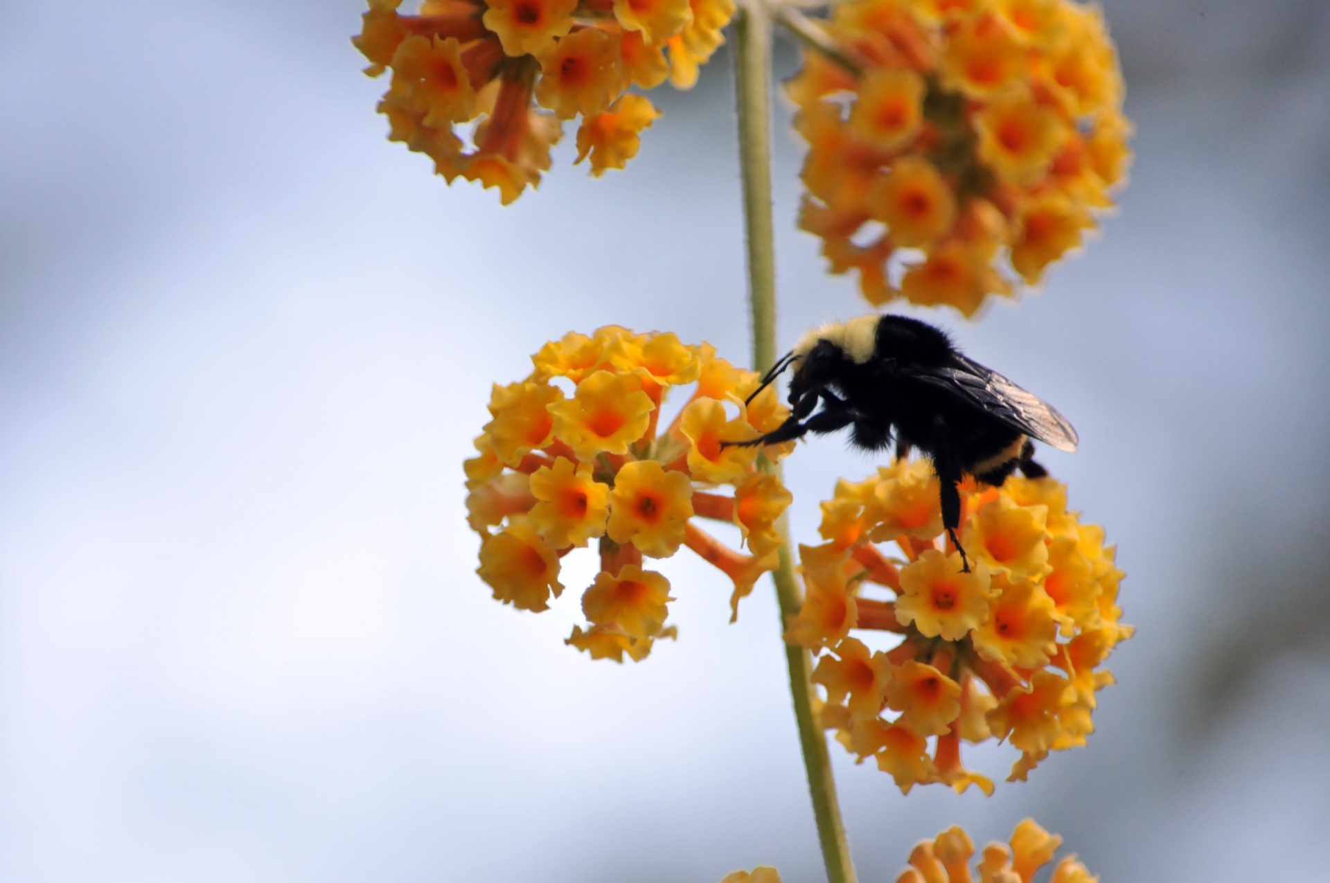 bee bees bumblebee free photo