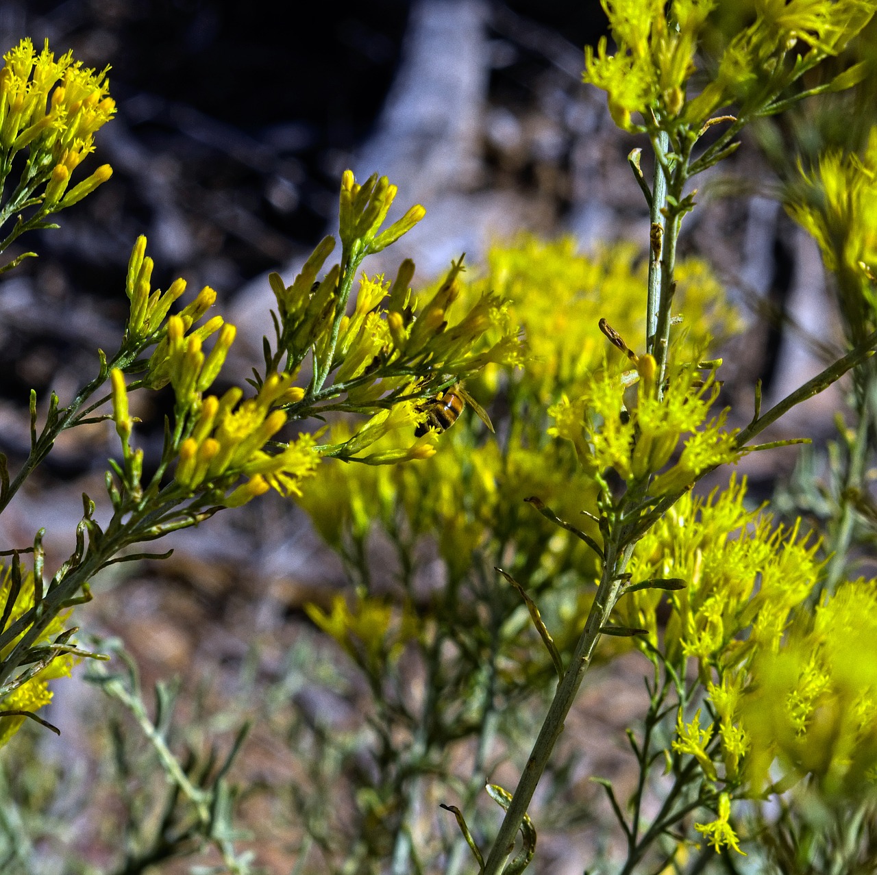 bee on yellow rabbitbrush  insect  rabbitbrush free photo