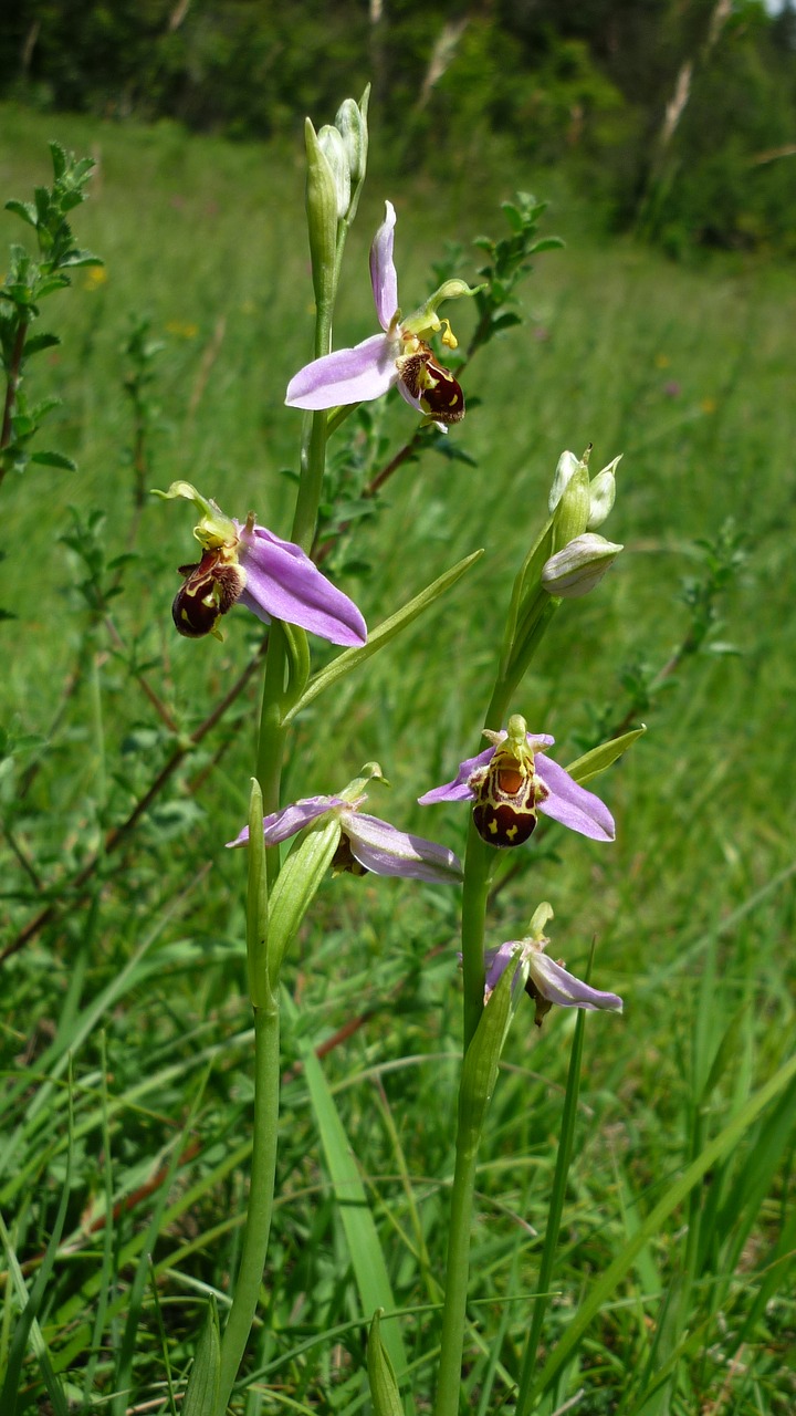 bee orchid german orchid mountain-meadow free photo