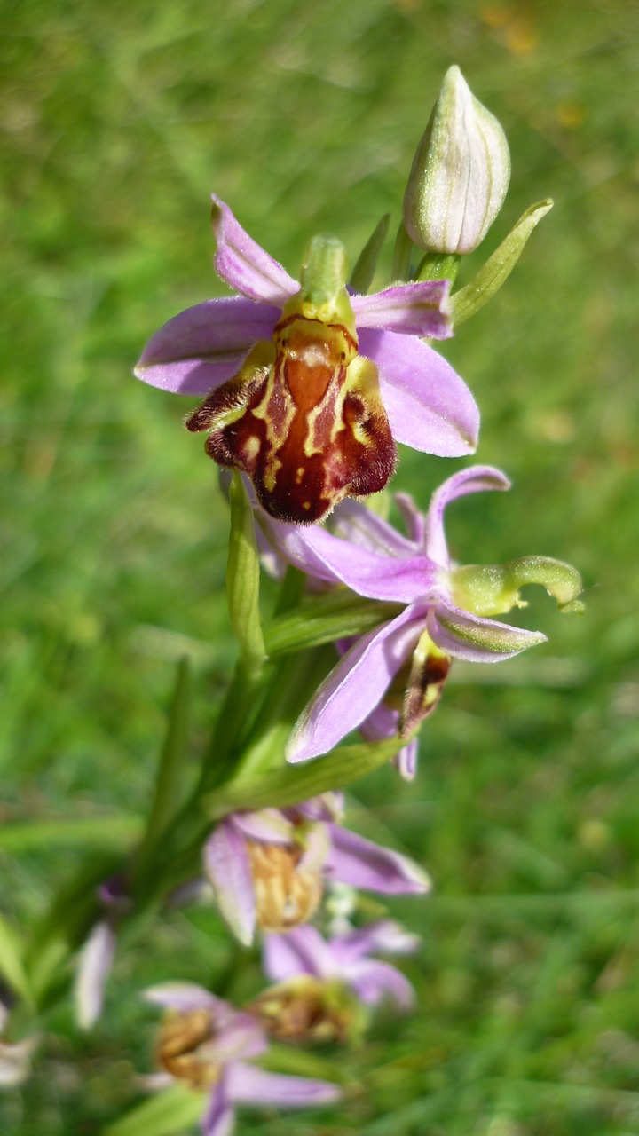bee orchid german orchid variety botteronii free photo