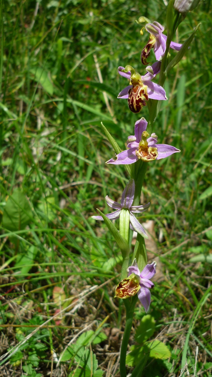 bee orchid variety friburgensis german orchid free photo