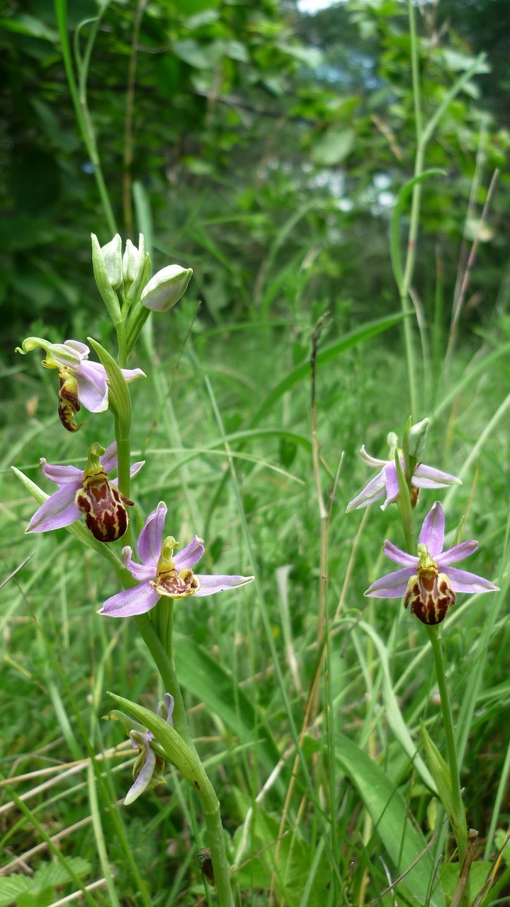 bee orchid next variety friburgensis free photo