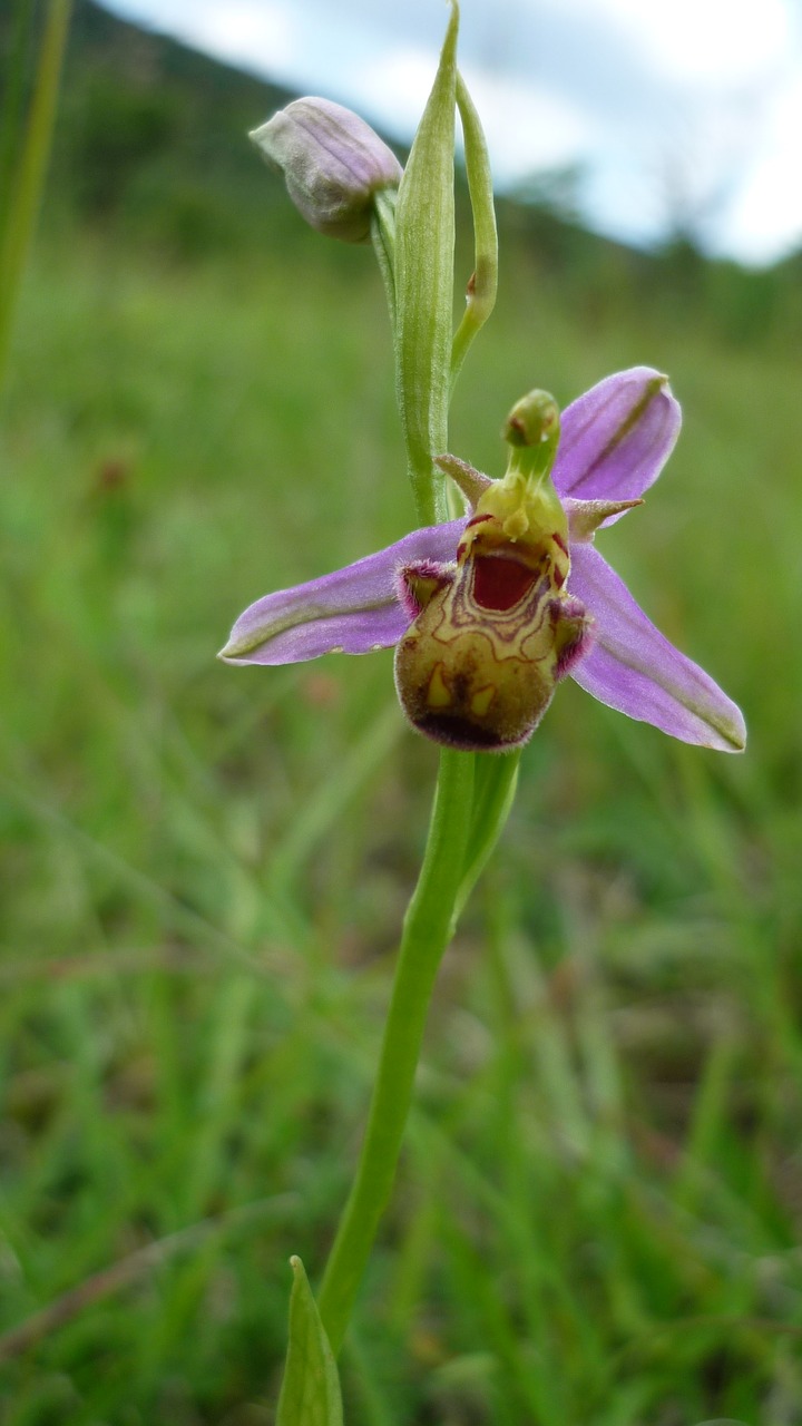 bee orchid marmorata german orchid free photo