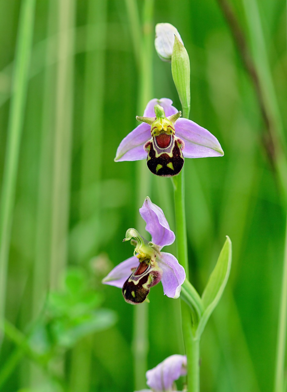 bee-orchid  wildflower  flora free photo