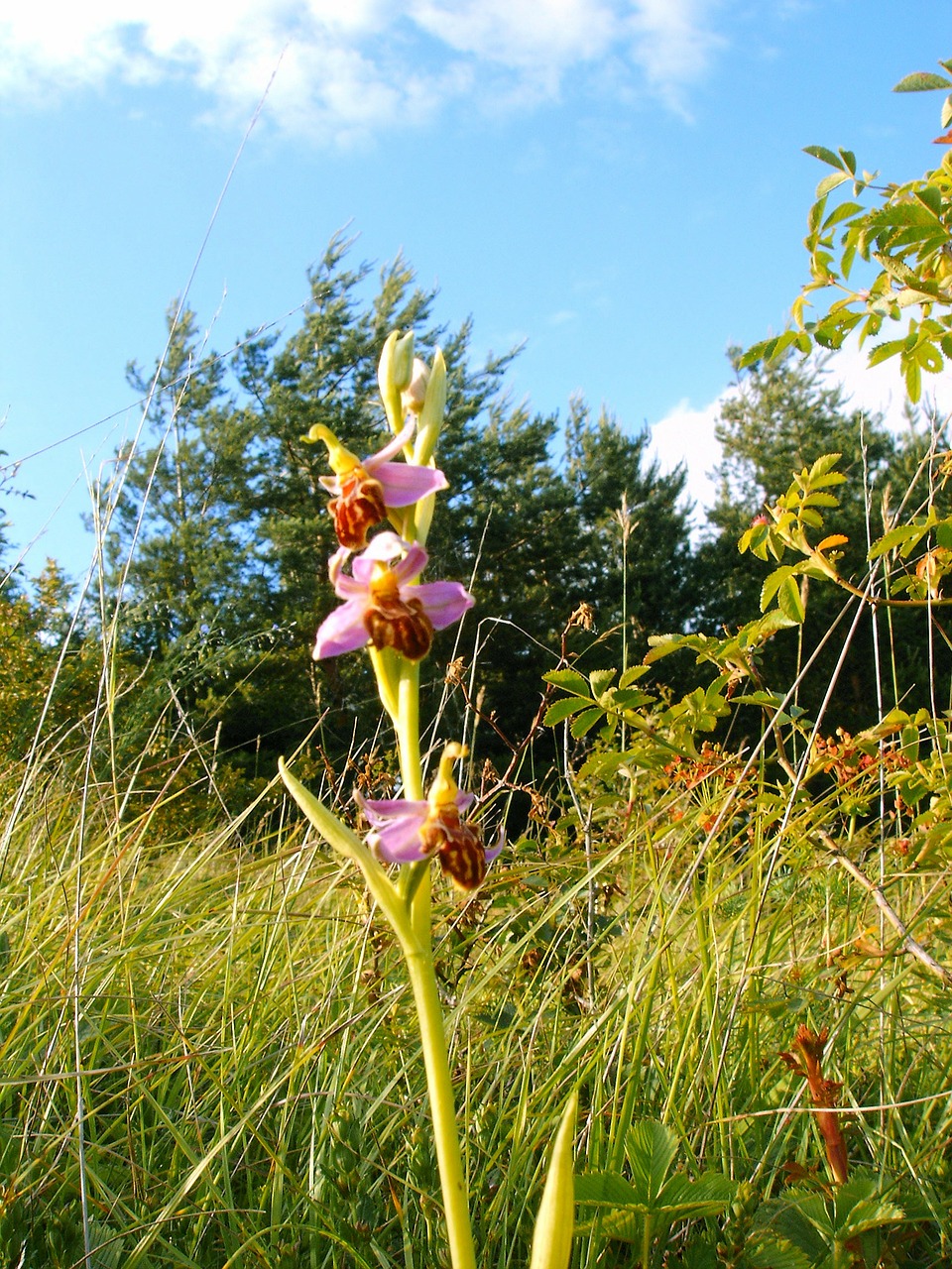 bee orchid friburgensis german orchid rarely free photo