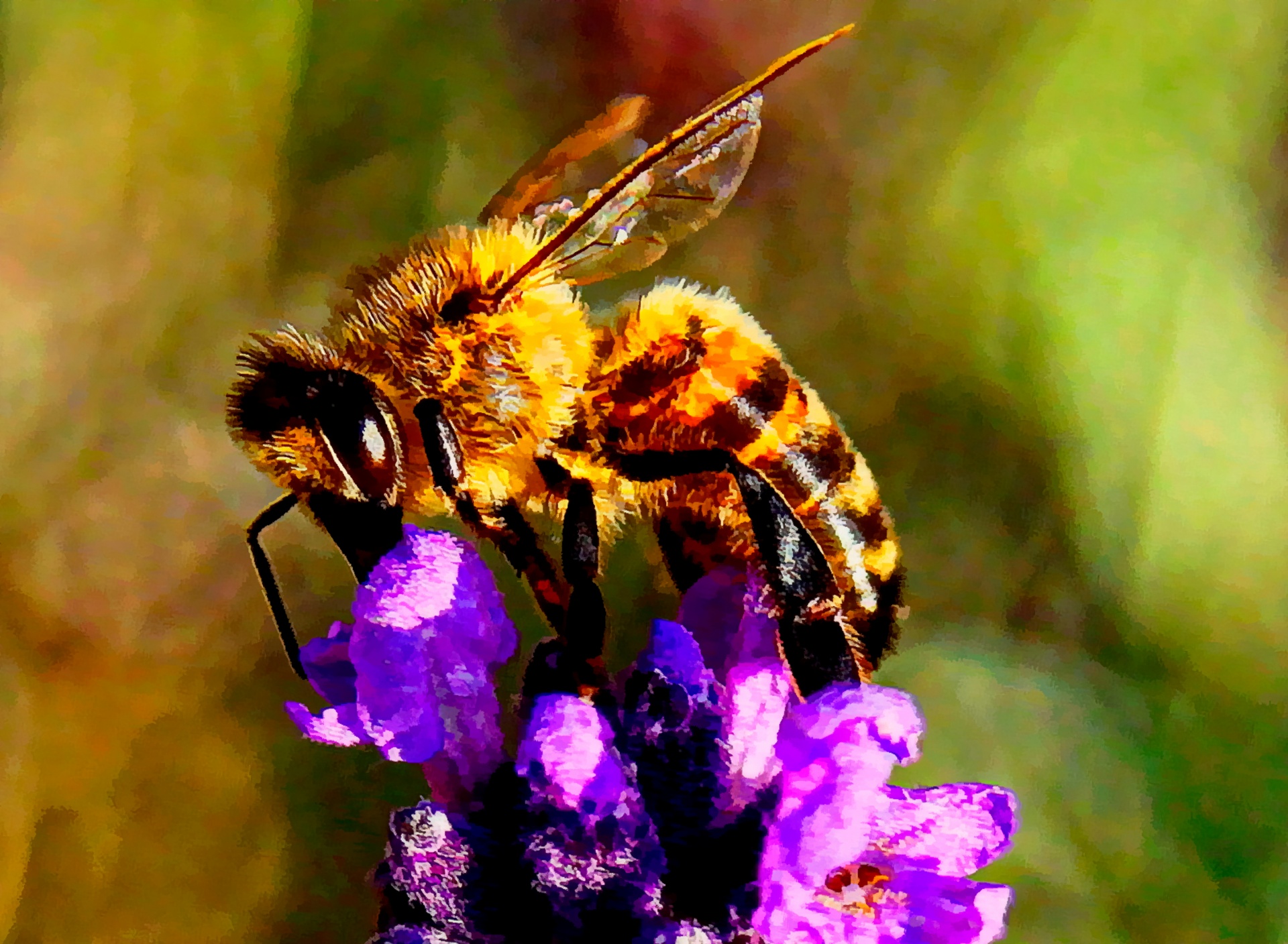 bee insect flower free photo