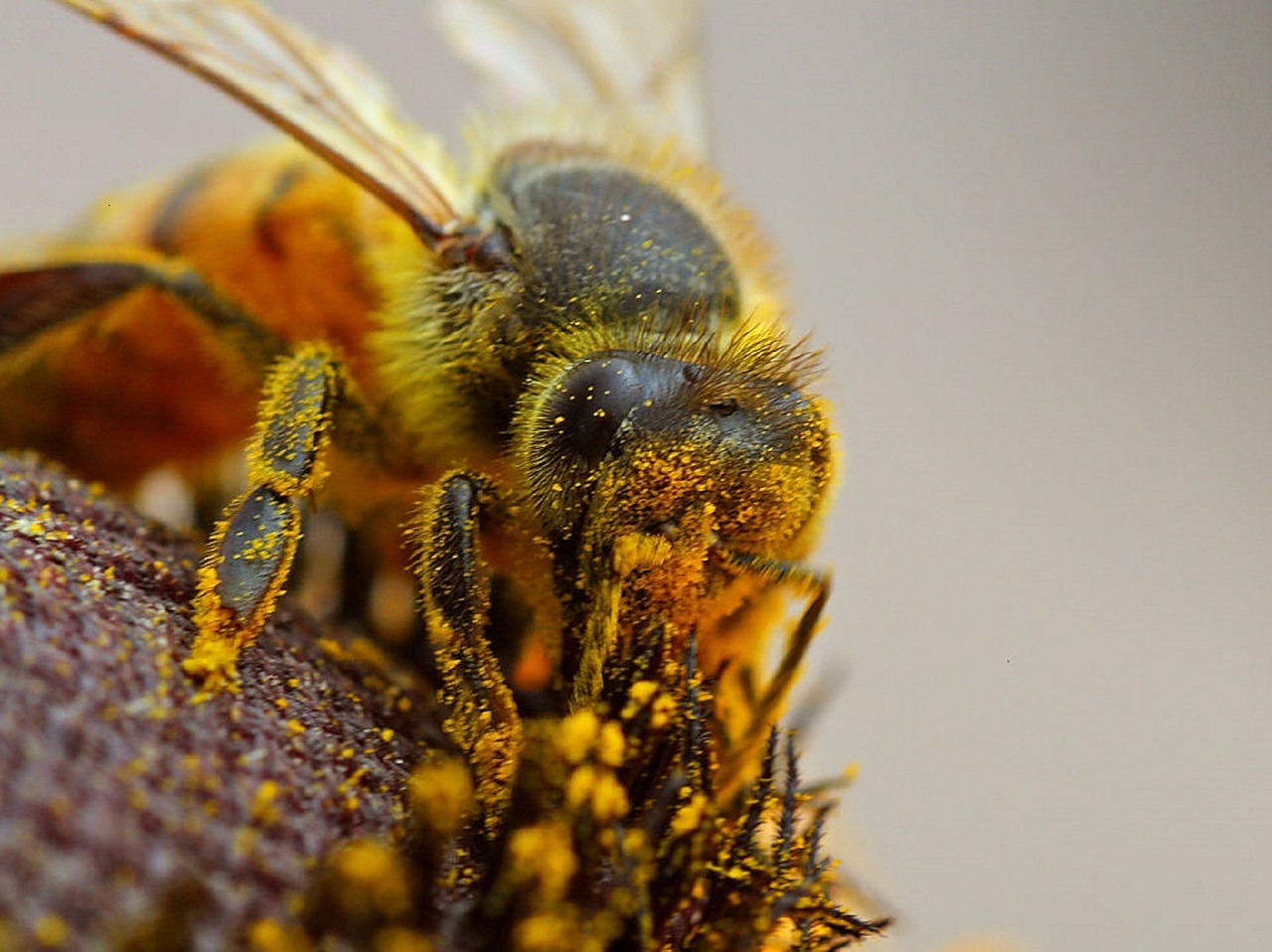bee pollinating macro close up free photo
