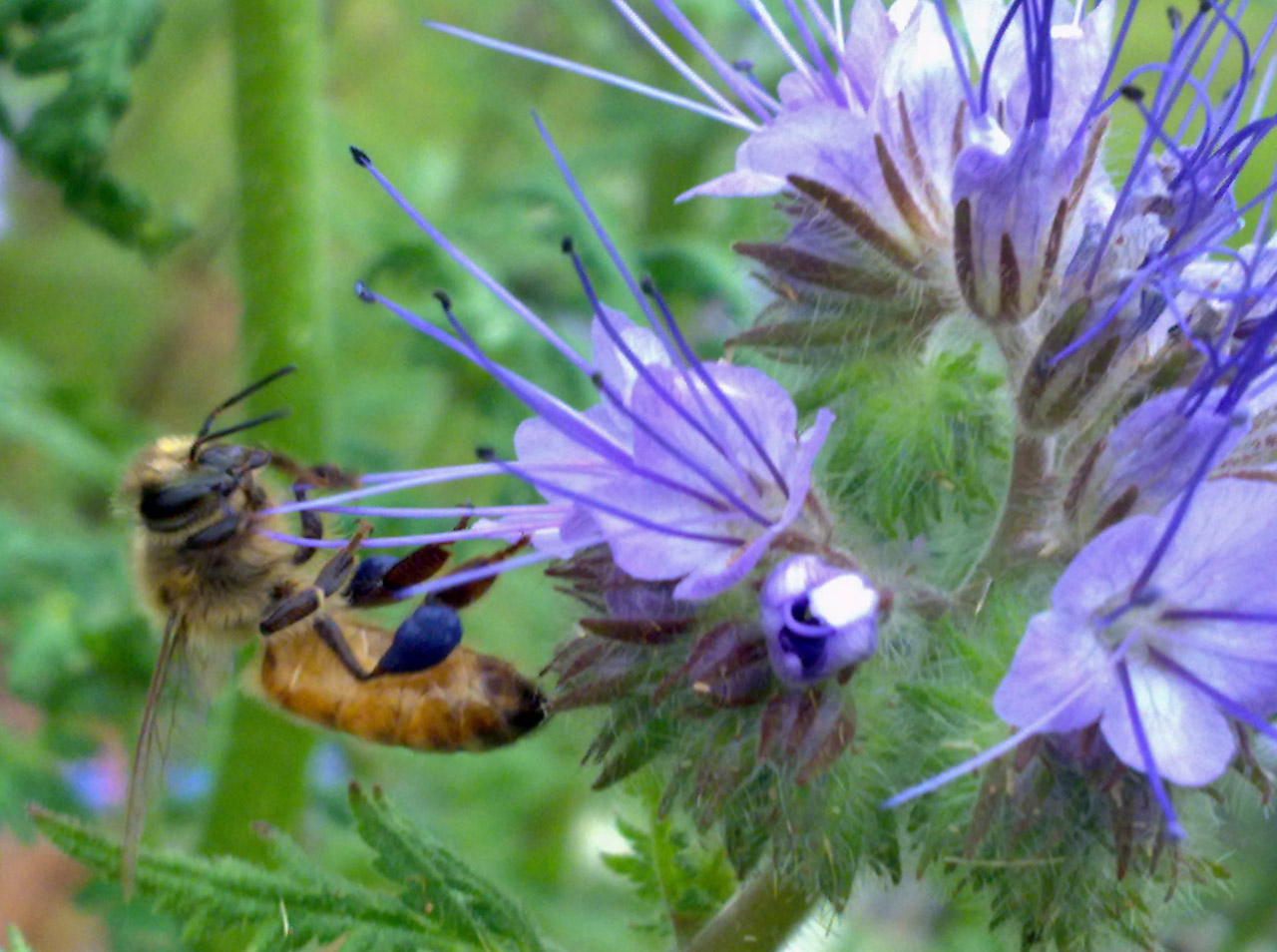 bee californian blue free photo