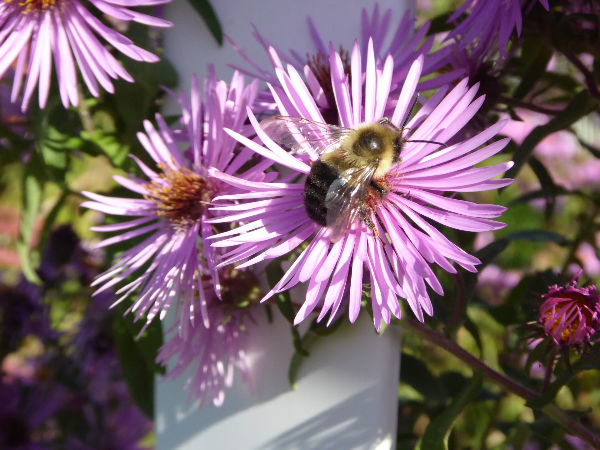 purple bee bumblebee free photo