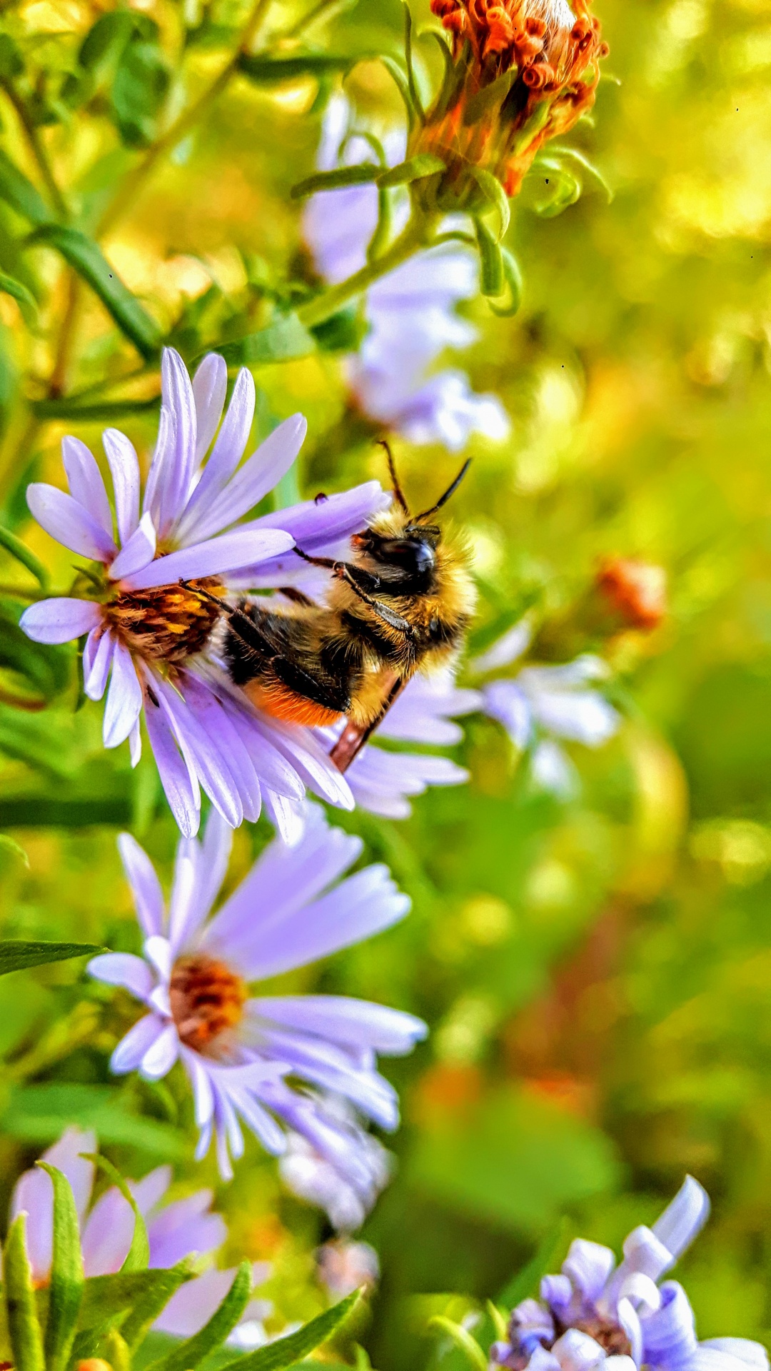 bee pollination flower free photo